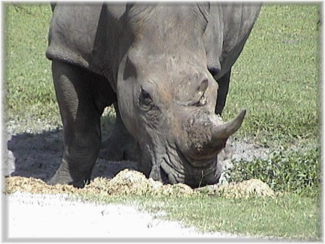 WHITE RHINOCEROS 0270